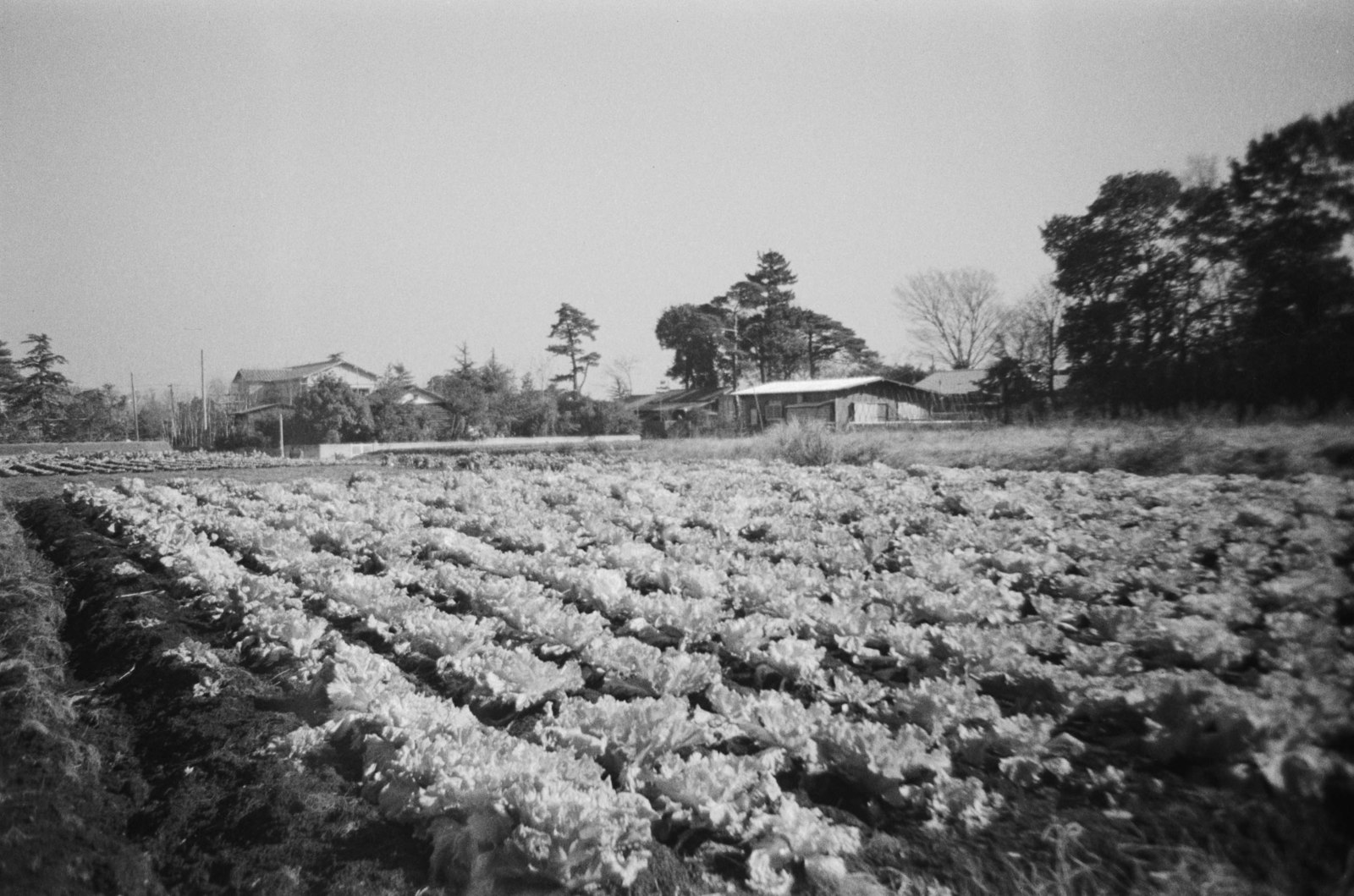 野菜畑