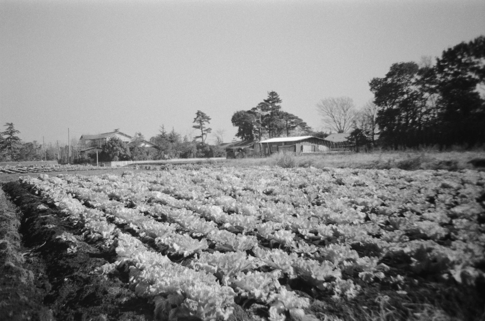 野菜畑